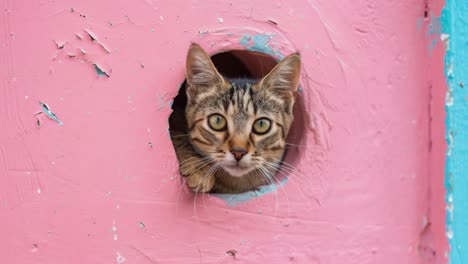 kitten peeking through a pink hole