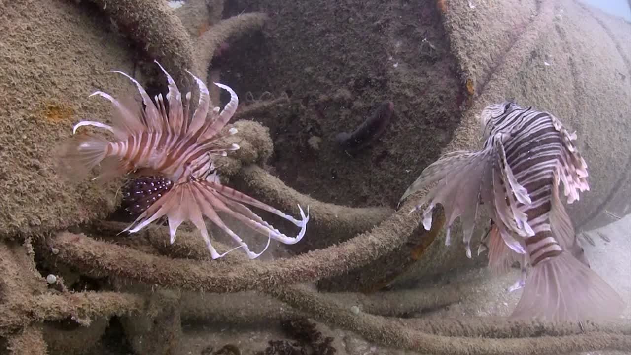 폐차장에서 라이언피시 17