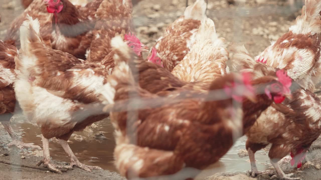 Brown Feathered Chickens Drinking Water From Puddle At Poultry Farm. Follow Shot