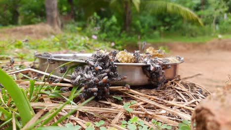 close up of metal container with bees, hands removing honeycomb from it