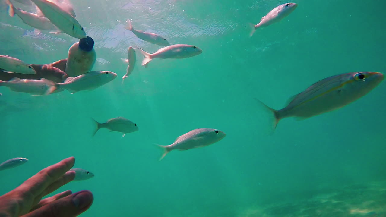 UNDERWATER SLOW MOTION: Detail of man's hand swimming with various fish