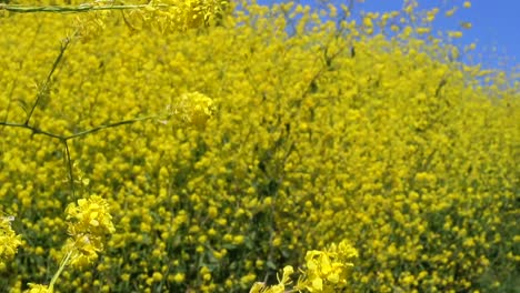 Hd-24p,-Cierre-De-Flor-Amarilla-Silvestre-Con-Fondo-Borroso-De-Flores-Amarillas-En-Un-Día-De-Verano