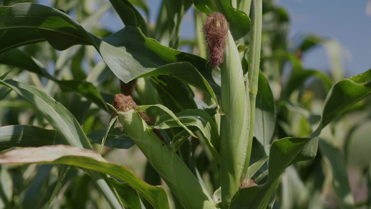 la cabeza del maíz madura en una rama