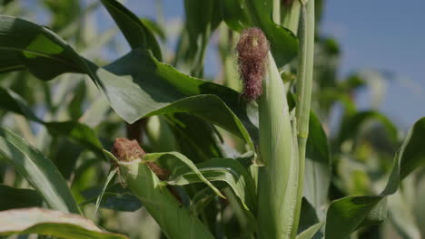 The-head-of-the-corn-matures-on-a-branch