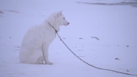 Angeketteter-Schlittenhund-Steht-Allein-In-Einem-Schneesturm-Außerhalb-Von-Ilulissat,-Grönland