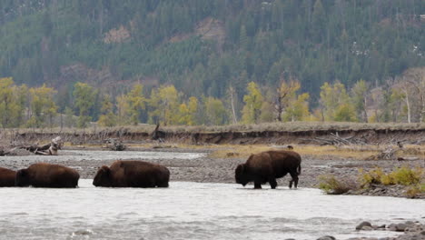 Sensacional-Vista-Escénica-De-Bisontes,-Jóvenes-Y-Viejos,-Cruzando-El-Río-En-El-Parque-Nacional-De-Yellowstone,-Idaho,-Perfil-Estático