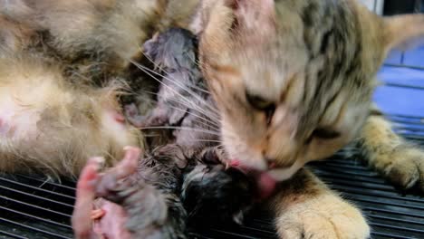 mother cat in the cage cleaning kitten after birth during pet expo 2020 in thailand - extreme close up