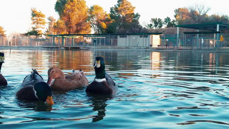 ducks feeding on the water in the beautiful park lake in mojave, california - slow motion