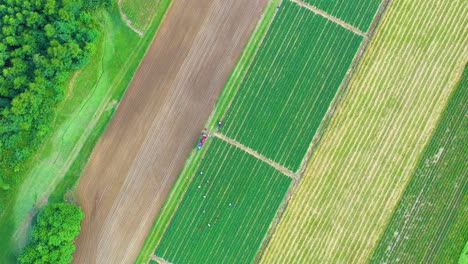 aerial, flight above rural countryside landscape with growing corn field morning sunrise