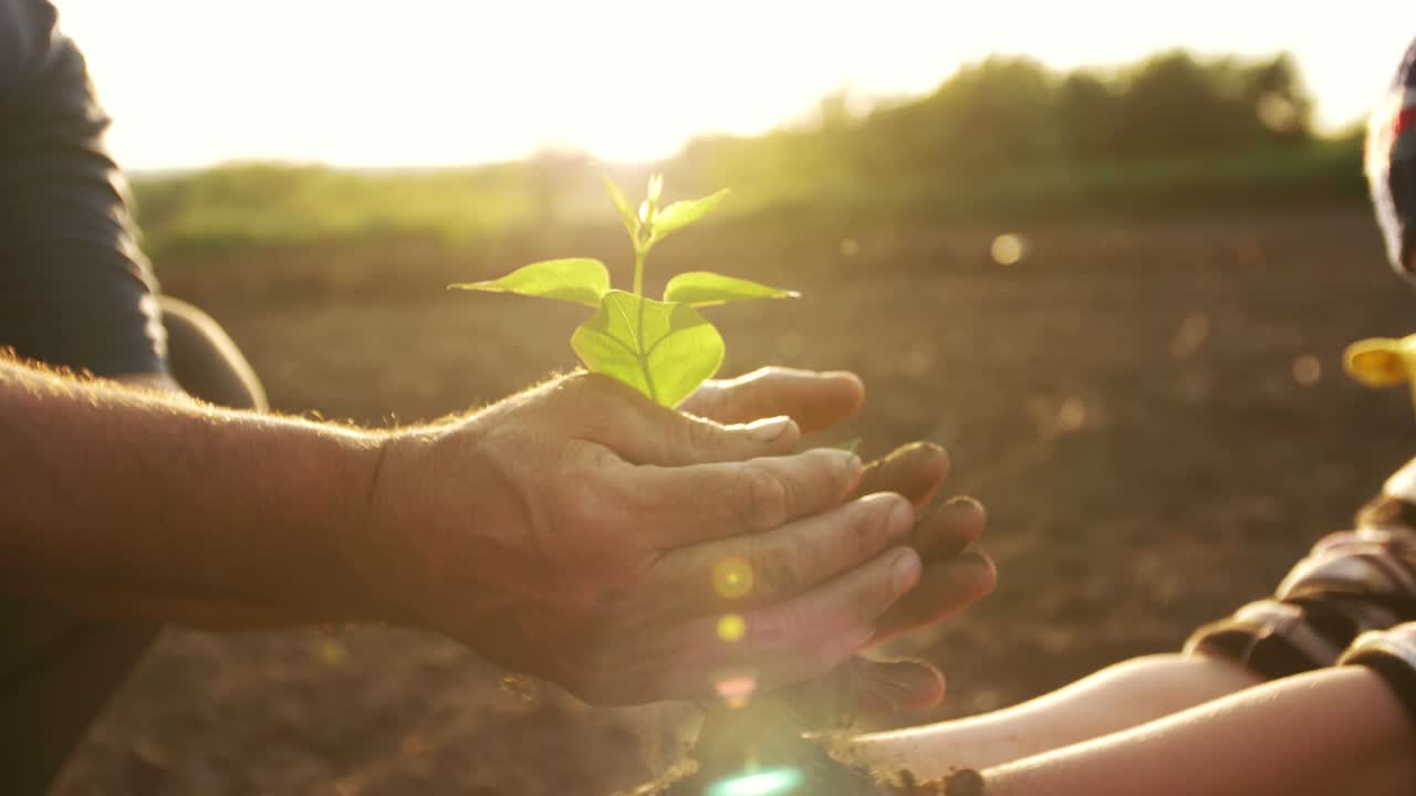 la plantación de una plántula