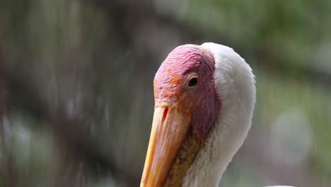 cerrar la cabeza de ganado lechoso con la mirada de los ojos