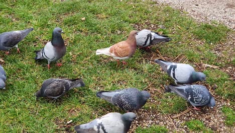 las palomas almuerzan en el parque de la ciudad