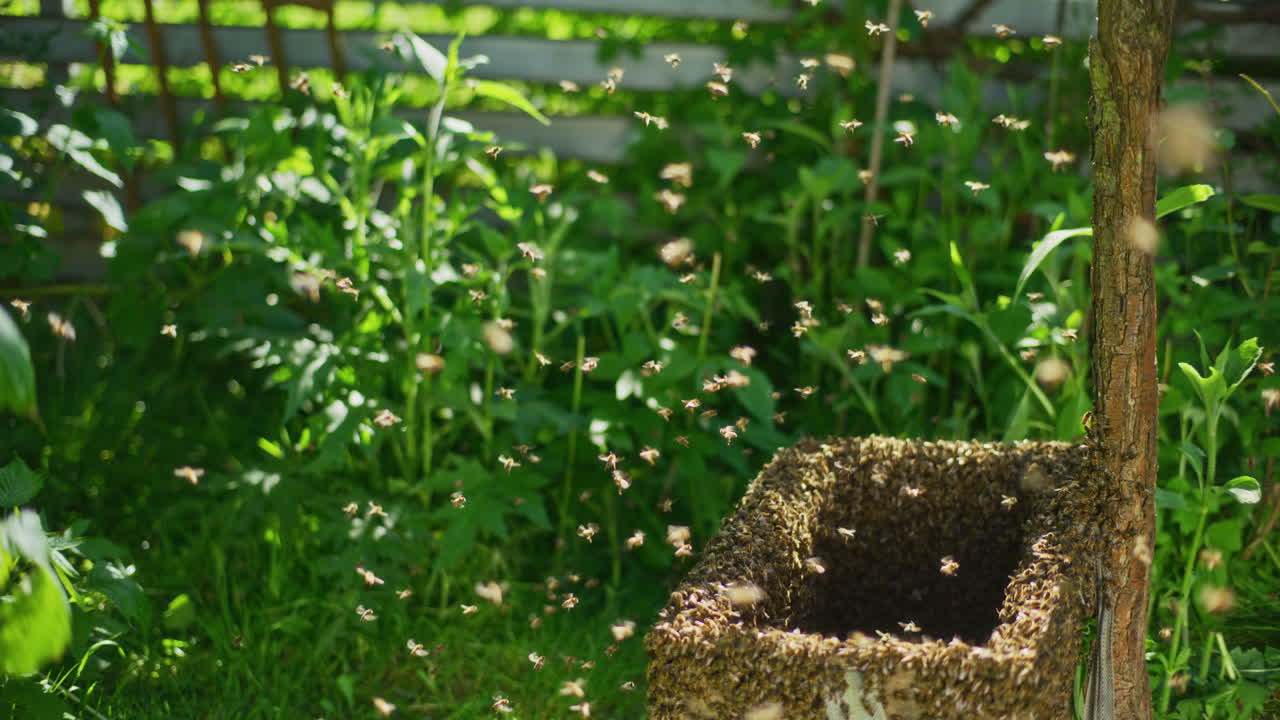 fotografía macro de las abejas que trabajan en la colmena