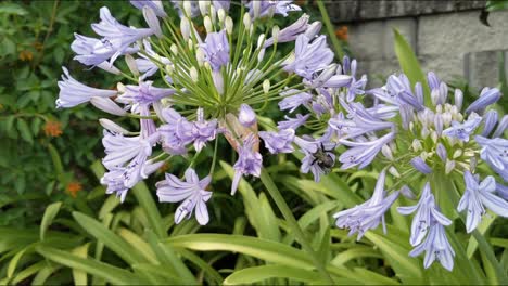 hommels die nectar bestuiven en eten, vormen een groep violette bloemen