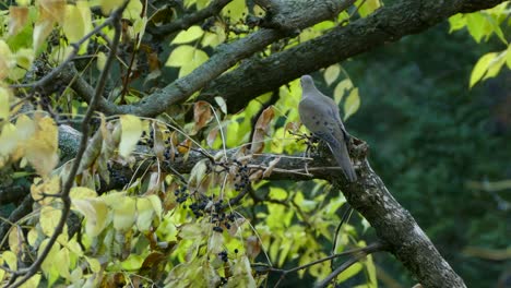 Mourning-dove-bird-in-Canada-on-fall-overcast-day-with-slight-wind