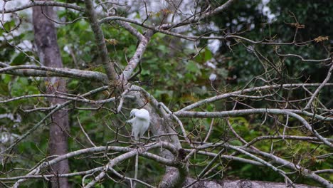 在泰國卡恩克拉<unk>國家公園 (kaeng krachan national park) 的一棵樹枝上,小<unk> (egretta garzetta) 坐在右翼上,