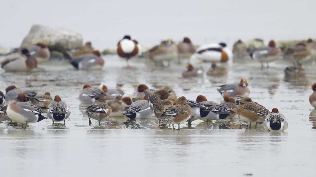Eurasian wigeons or European wigeon gathered standing on a frozen lake in the Netherlands