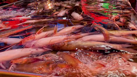 catfish cluster dynamically feeding in water