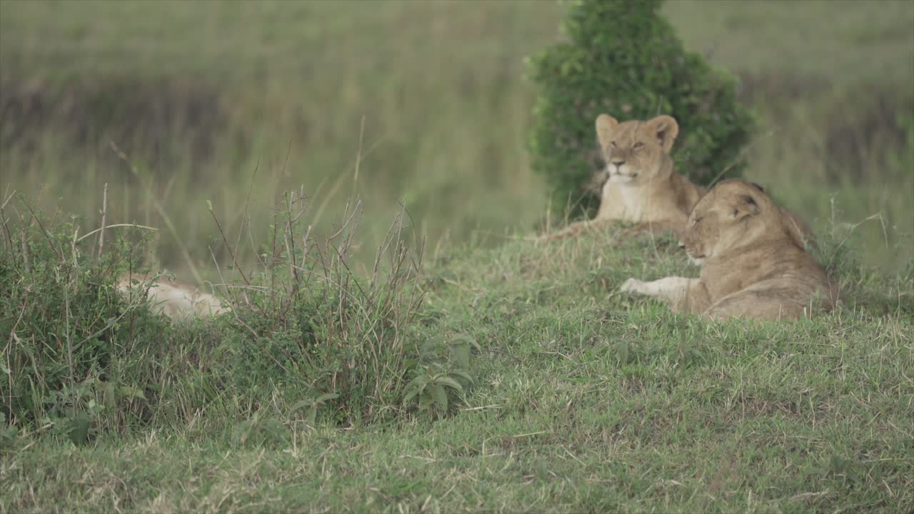 jonge leeuwen die zich uitstrekken, masai mara, kenia, afrika