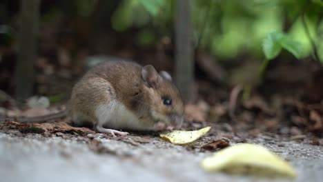 Ratón-Salvaje-Comiendo-Clouse-De-Brote