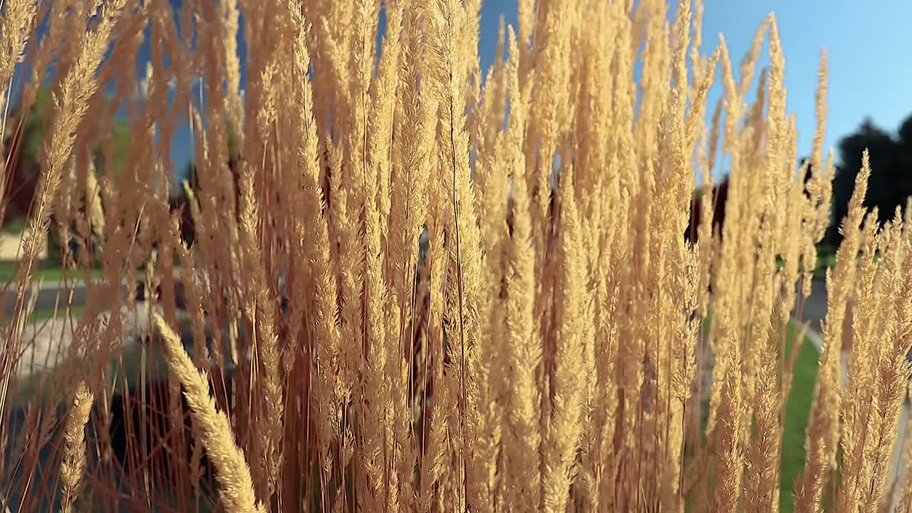 Tall Yellow Feather Reed Grass In Wind Slow Motion 20 Second Video