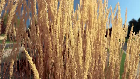 tall yellow feather reed grass in wind slow motion 20 second video