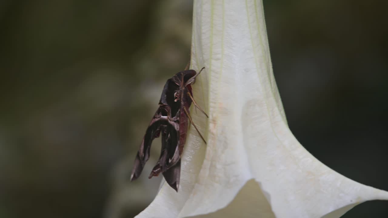 вид сбоку, когда он опирается на цветок, похожий на колокольчик, раскачивающийся от ветра