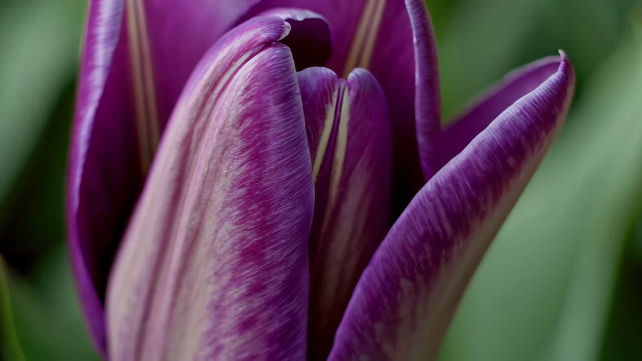 Close-up of a Purple Tulip Bud