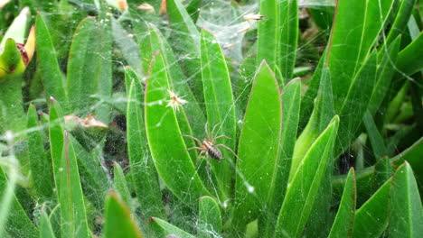 a big spider is hunting in the web