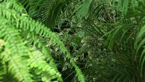 Vista-Fija-Y-Sin-Movimiento-De-Cámara-De-Una-Planta-De-Ficus-Benjamina