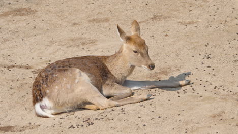 Sikahirsch-Hirschkuh-Liegt-Auf-Der-Seite-Und-Streckt-Die-Beine-Auf-Schmutzigem-Sandboden