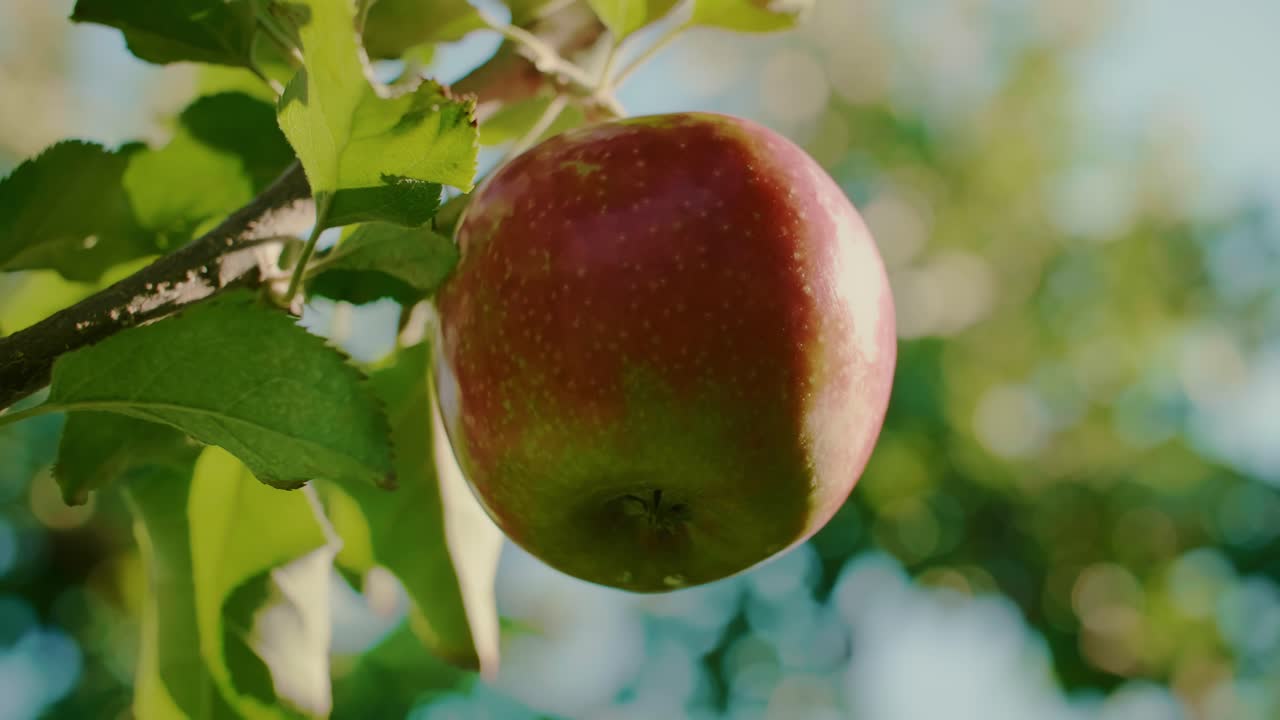 Close up of man's hand picking apple