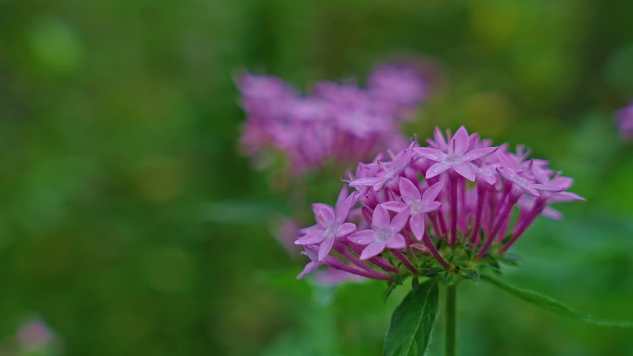 lindas pequeñas flores rosadas en ciernes