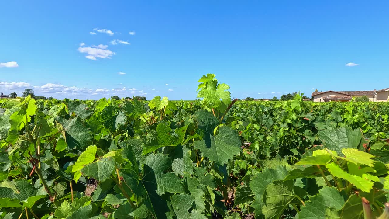 un viñedo exuberante bajo un cielo azul claro