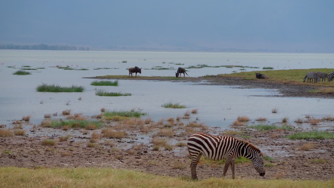Zebras and wildebeests grazing by the lake in the heart of Ngorongoro Crater