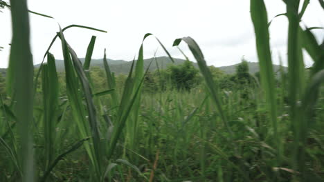 Walk-through-dense-grasses-near-mountain-in-low-agnle-dog-view