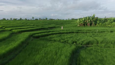 cinematic aerial of blond woman walking between touristic rice terrace