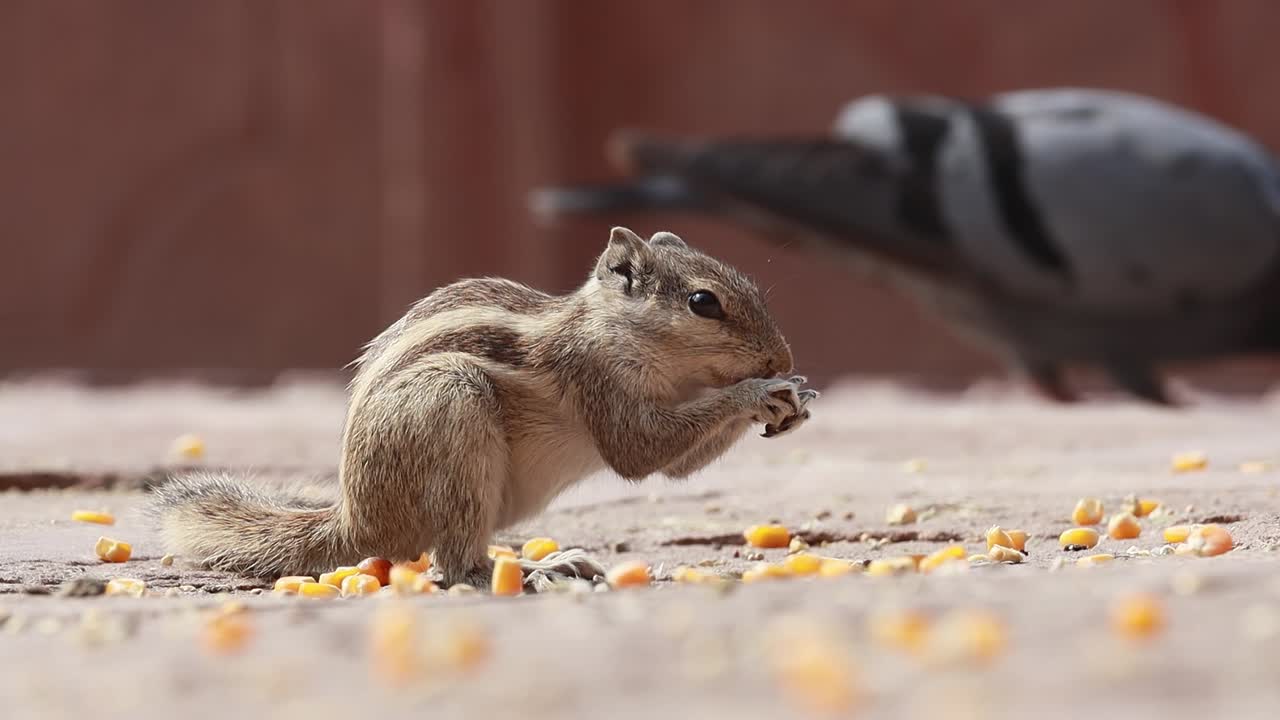 인도  ⁇  다람 ⁇  (indian palm squirrel) 또는 세 줄무 ⁇   ⁇  다람 ⁇  (funambulus palmarum) 는  ⁇ 과에 속하는 설치류의 일종으로 인도 (빈디아 산맥 남쪽) 과 스리랑카에서 자연적으로 발견된다.