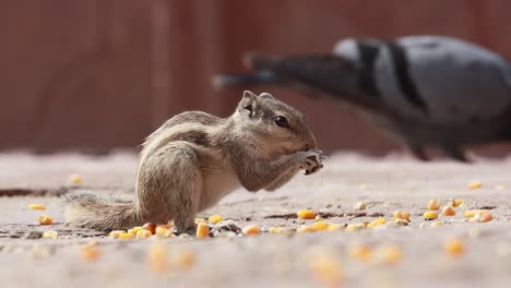 Indisches-Palmhörnchen-Oder-Dreistreifen-Palmhörnchen-(Funambulus-Palmarum)-Ist-Eine-Nagetierart-Aus-Der-Familie-Der-Sciuridae,-Die-Natürlicherweise-In-Indien-(südlich-Der-Vindhyas)-Und-Sri-Lanka-Vorkommt.