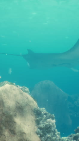 una raya manta nada cerca de un arrecife de coral