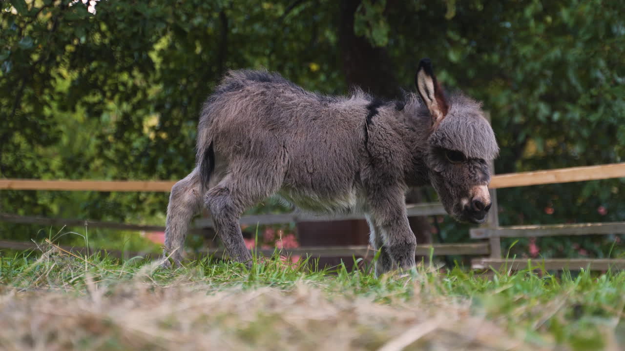 A cute little newborn miniature mediterranean donkey with a fringe standing in a farm pen, startled by something, jumping to the air and running into the camera, its ears pricked, static close up 4k