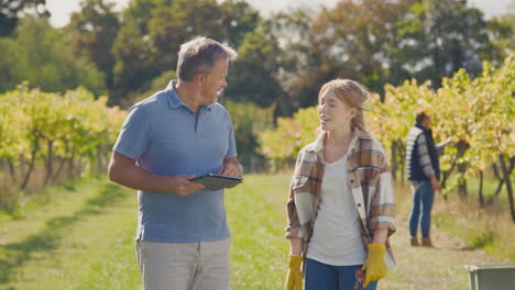 Reifer-Männlicher-Besitzer-Eines-Weinbergs-Mit-Digitalem-Tablet-Im-Feld-Im-Gespräch-Mit-Arbeitern-Bei-Der-Ernte