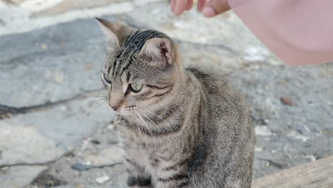 a person petting a cat