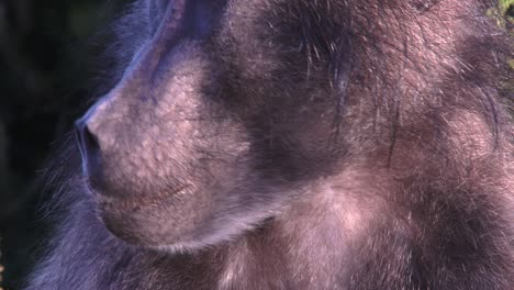 a young male baboon's face in the early morning light