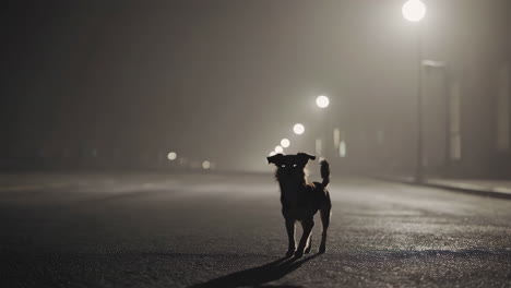 dog on a foggy street at night