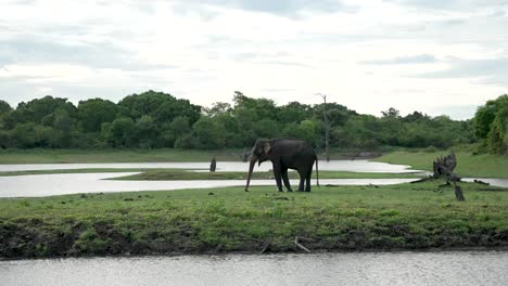 a majestic wild elephant strolls serenely by a tranquil river surrounded by lush greenery.