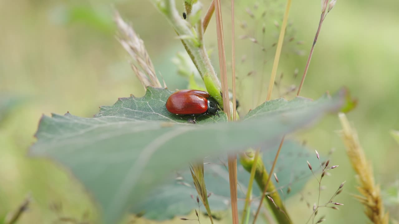 바람 부는 날에 녹색 잎에 앉아 넓은 어깨 잎 딱정벌레