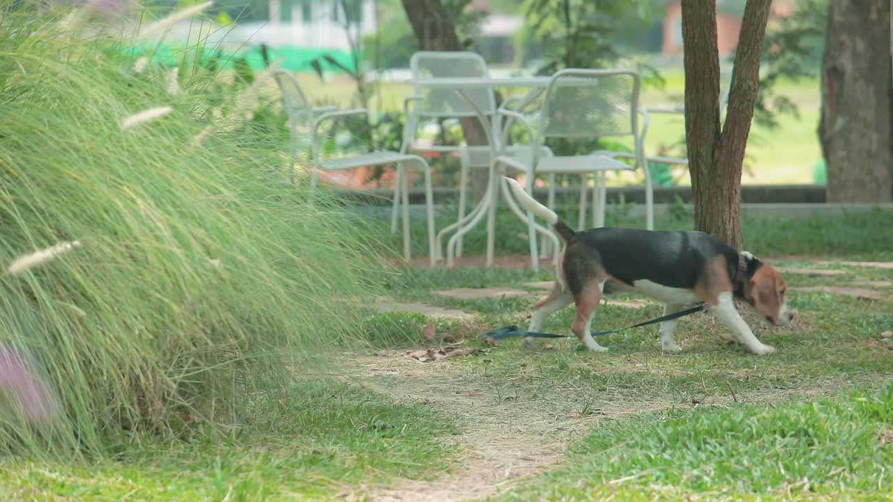 비글 개 가 정원 에 있는 나무 에 대항 하여 소변 을 내고, 리드 를 가지고 느슨 하게 돌아다니고 있다