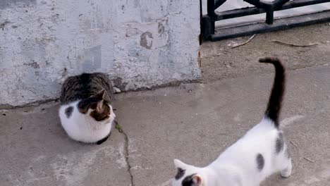 two hungry cats are waiting for fishermen's catch