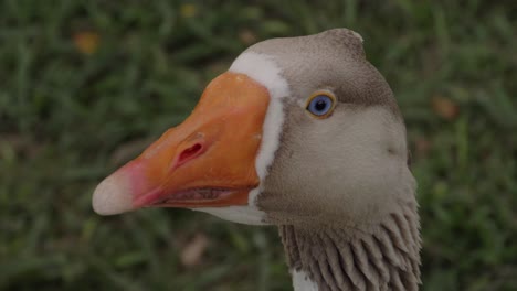 head of a greylag goose with blue eyes - domestic goose curiously looking around - gold coast, queensland, australia